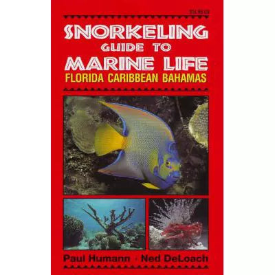 Snorkeling Guide to Marine Life: Florida, Caribbean, Bahamas